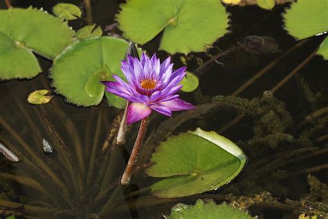 Kostenlose foto Wasser Natur blühen Blatt Blume lila Teich