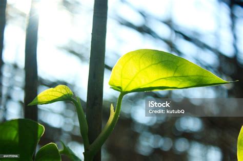 Green Betel Leaf Stock Photo Download Image Now Agriculture Asia