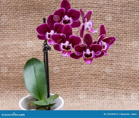 Blooming Mini Velvet Burgundy Phalaenopsis Orchid Plant Isolated On