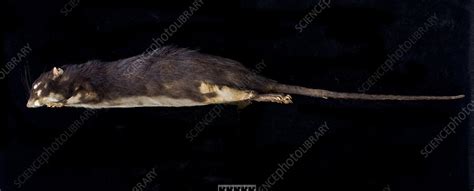 Antillean Giant Rice Rat Stock Image C010 1993 Science Photo Library