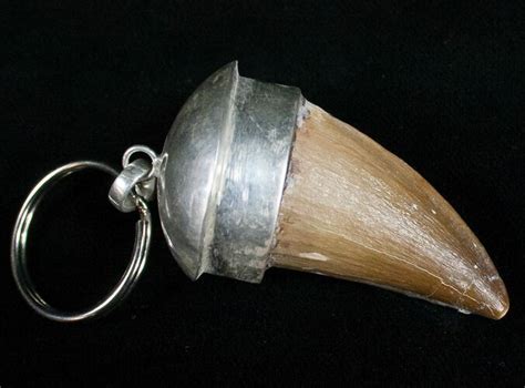 Authentic Fossil Mosasaurus Tooth Keychain For Sale