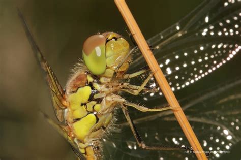 Thorax Gro E Heidelibelle Sympetrum Striolatum Ein M Nnchen