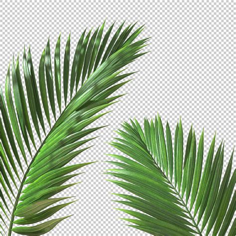 Palm Leaf Cut Out