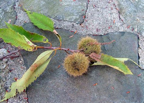 Castanea Dentata American Chestnut Go Botany