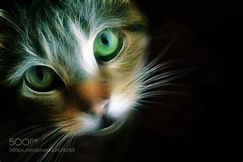 Photograph Messed Up Cat By Jonathan T On 500px