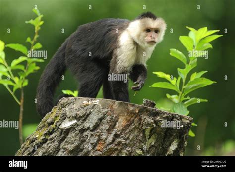 White Headed Capuchin Cebus Capucinus Tree Stump Capuchin Monkeys