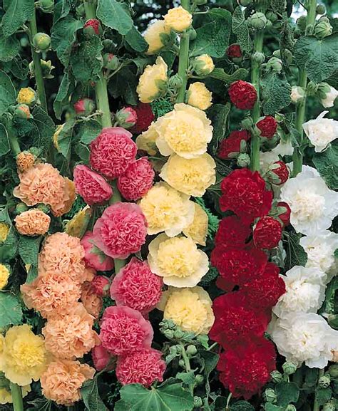 Hollyhock Seeds | 32 Hollyhocks | Perennial Flower Seeds