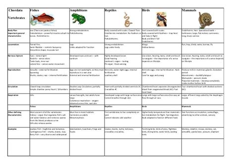 Vertebrates chordata chart