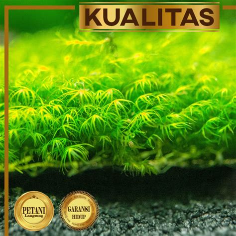 Jual Fissidens Fontanus Moss Tanaman Air Aquascape Low Co Lempeng