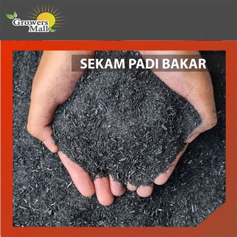 Sekam Padi Bakar Burn Rice Husk For Growing Media Organic Fertilizer