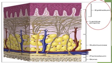 Oral Histology Mucosa Flashcards Quizlet