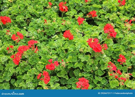 Fondo De Flores De Geranio Rojo Con Hojas Ideales Para Decorar Los