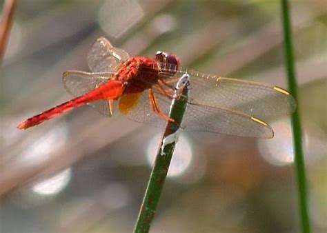 Is This A Scarlet Skimmer Crocothemis Servilia Bugguide Net