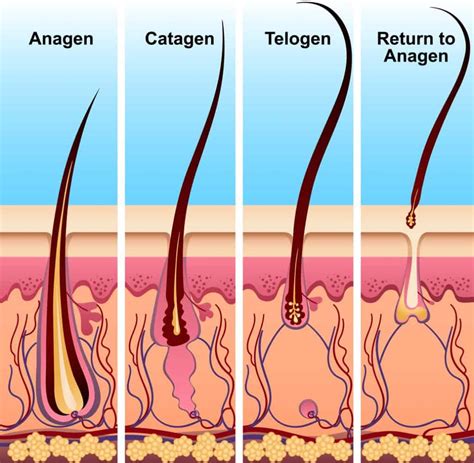 How To Stop Excessive Hair Shedding The Best Tips And Tricks