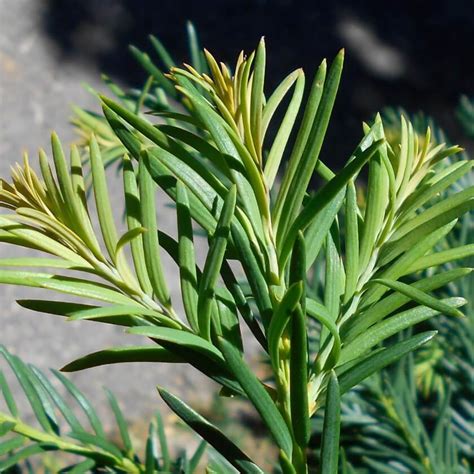 Tafeleibe Taxus Baccata Repandens