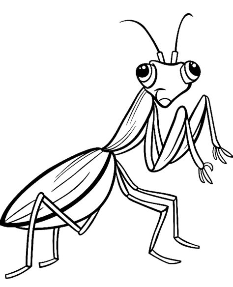 Cricket Insect Drawing at GetDrawings | Free download