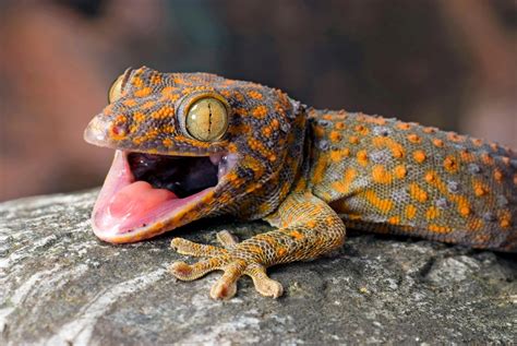 Geckos Amphibian Or Reptile Рептилии