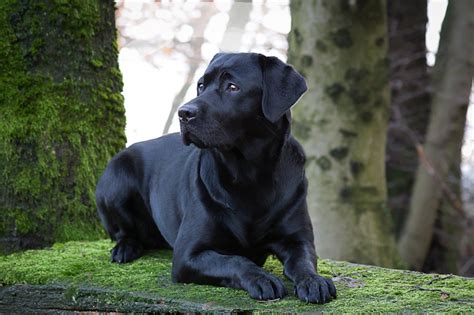 Le labrador retriever caractère origine prix éducation et conseils