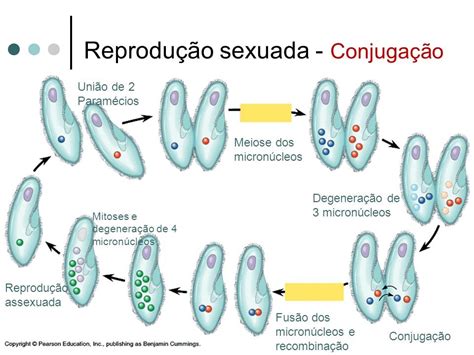 Protozoários características classificação filos e exemplos