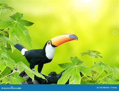 Beautiful Colorful Toucan Bird Stock Photo Image Of Nature Sunbeam