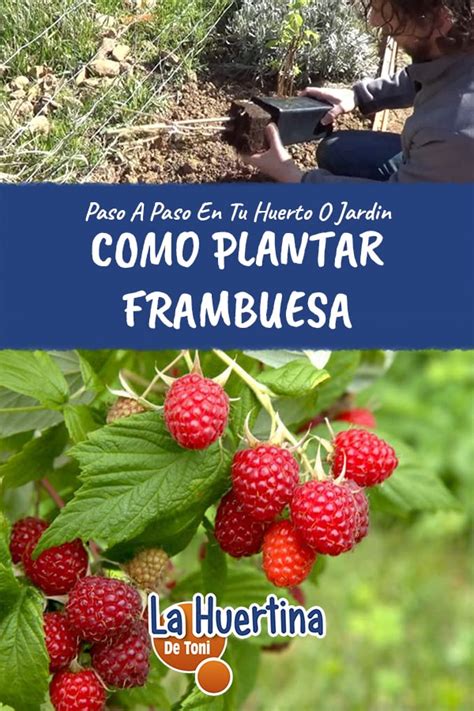 Plantar Frambuesas C Mo Cu Ndo Y D Nde Hacerlo En El Huerto