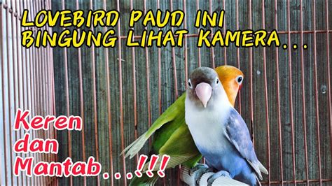 Lovebird Ini Bingung Lihat Kamera Tingkah Laku Lucu Lovebird Pagi Ini