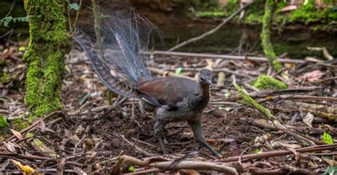 Lyrebird - A-Z Animals