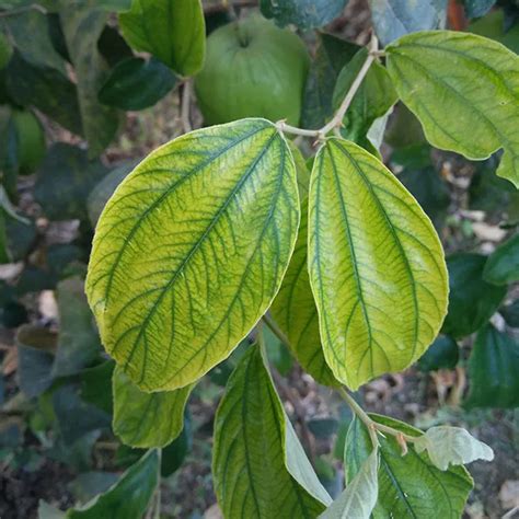 Searles Iron Deficiency In Plants