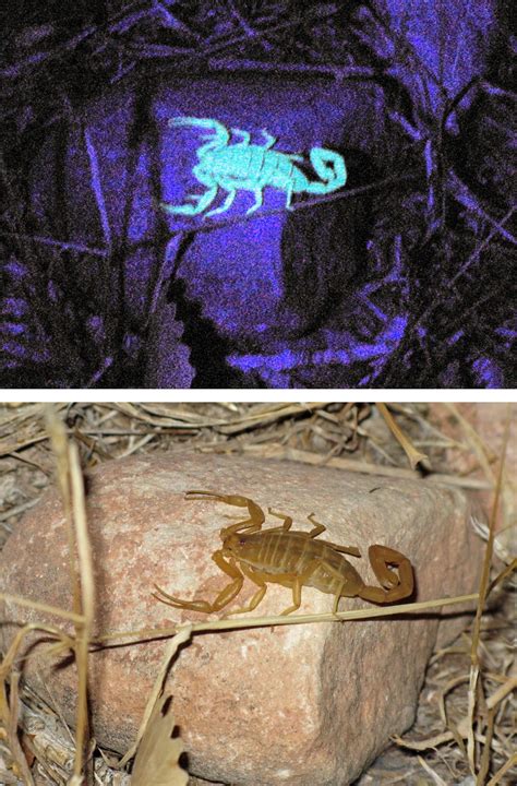 Written In Stoneseen Through My Lens The Grand Canyon Scorpion