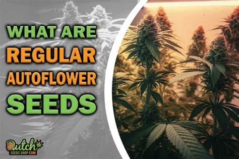 What Are The Best Regular Autoflower Seeds? - DSS