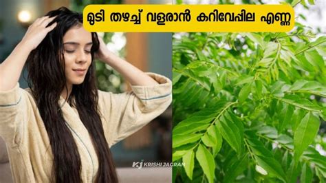 മുടി തഴച്ച് വളരുന്നതിന് കറിവേപ്പില എണ്ണ വീട്ടിൽ ഉണ്ടാക്കാം