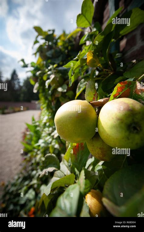 Las Manzanas Org Nicas Colgando De Una Rama De Un Rbol En Un Huerto De