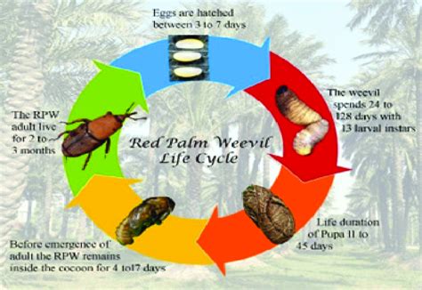 Life Cycle Of R Ferrugineus By Ma Saleem Download Scientific Diagram