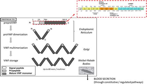 Biosynthesis And Storage Of Vwf Multimers In Endothelial Cells Vwf Is Download Scientific