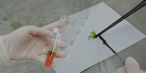 Las 6 Ventajas Del Cultivo In Vitro Meristec