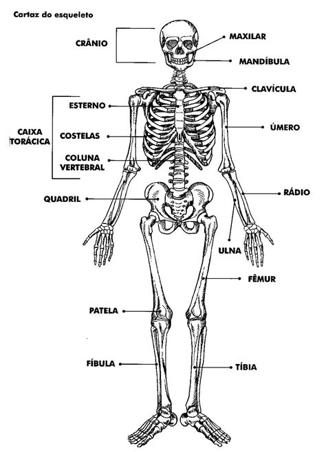 Foto De Esqueleto Humano LIBRAIN