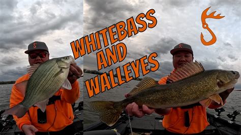 White Bass And Walleyes GIANTS FOX RIVER WHITEBASS BONUS WALLEYES