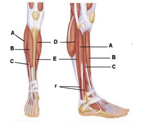 muscles - feet Diagram | Quizlet