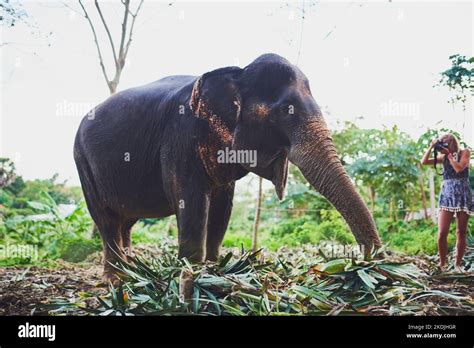 Elefante En La Selva Fotografías E Imágenes De Alta Resolución Alamy