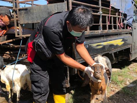 Penyakit Mulut Kuku Mewabah Pemkot Solo Siapkan Edaran Tentang Tata