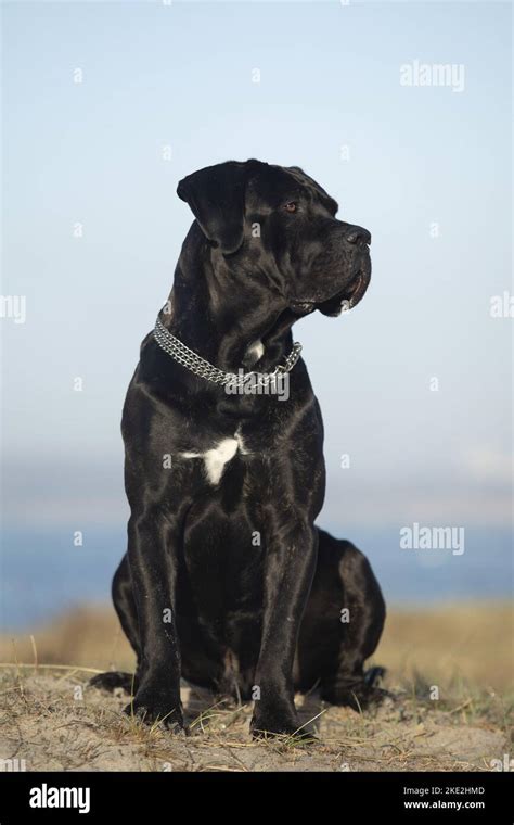 Black Cane Corso Stock Photo Alamy