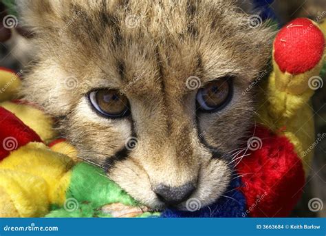 Cheetah cub at play stock photo. Image of chew, cute, spots - 3663684