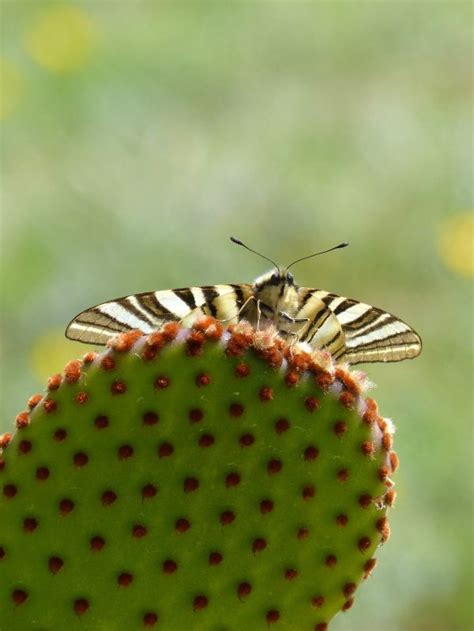 Free Images Nature Branch Leaf Flower Green Insect Botany