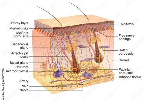 Human Skin Anatomy Transparent Cross Section With Skin Receptors 3D