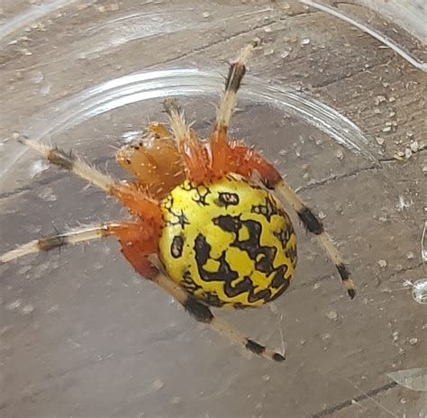 Araneus Marmoreus Marbled Orb Weaver In Randolph County Alabama