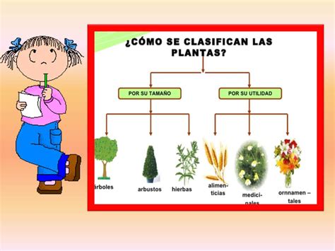 Las Plantas ClasificaciÓn De La Plantas