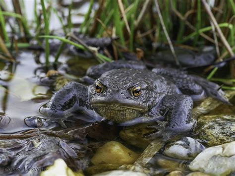 Ropucha obecná Bufo bufo David Horváth Flickr