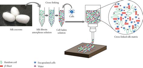 The Panel Illustrates The Processing Of Silk Fibroin Solution Into