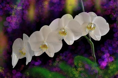 Pure White Orchid Multi Blossom Spray Black Purple Bkgd Digital Art By