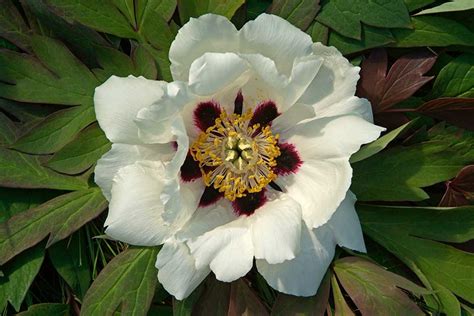 How To Grow Tree Peonies Rhs